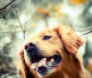 Pies, Golden Retriever