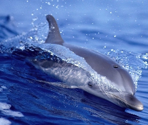 Delfin