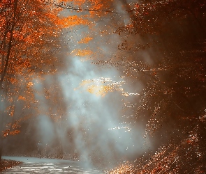 Jesień, Mgła, Park