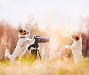 Fotograficzny, Aparat, Łąka, Psy