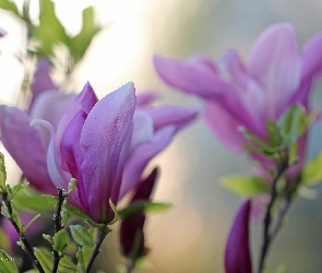 Kwiaty, Krzew, Magnolia, Fioletowa