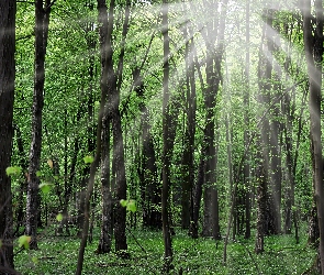 Leśne, Kwiaty, Las, Promienie Słońca