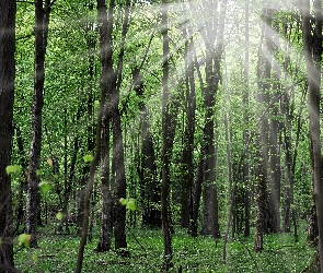 Las, Leśne, Kwiaty, Promienie Słońca