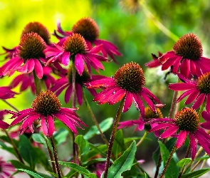 Jeżówka, Echinacea, Czerwone, Kwiaty