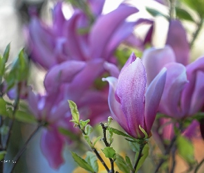 Kwiaty, Fioletowe, Magnolia, Krzew