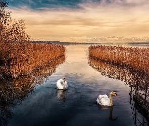 Jezioro, Łabędzie, Drzewo, Trawa, Góry