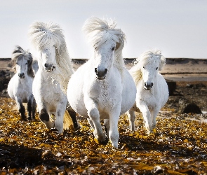 Galop, Liście, Białe Konie