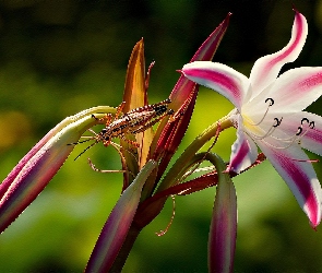 Makro, Konik Polny, Lilia