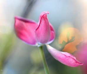 Płatki, Różowy, Tulipan