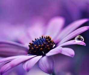 Gerbera, Kropla, Fioletowa