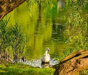 Staw, Drezwo, Łabędz