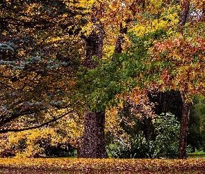 Jesień, Drzewa, Park