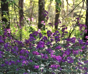 Kwiaty, Leśne, Las, Purpurowe