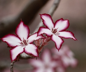 Kwiaty, Lilia Impala
