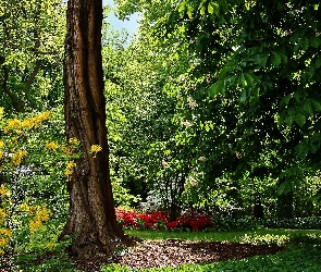 Różanecznik, Drzewa, Wiosna, Park