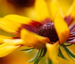 Kwiat, Makro, Rudbekia