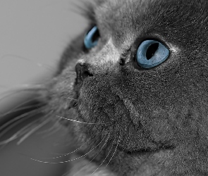 Niebieskie Oczy, Kot