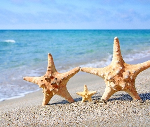 Plaża, Rozgwiazdy, Muszle, Morze, Lato