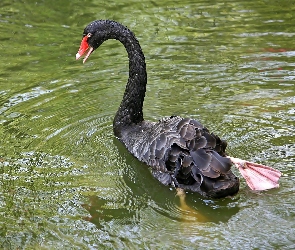 Łabędź, Woda, Czarny