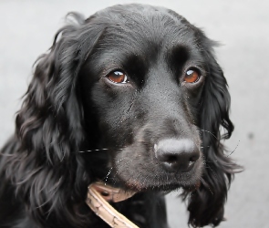 Piesek, Cocker spaniel, Mordka, Smutna, Czarny