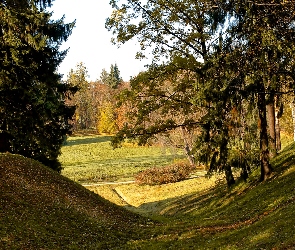 Łąka, Drzewa