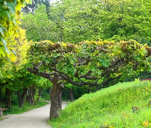 Zieleń, Drzewa, Park, Ścieżka