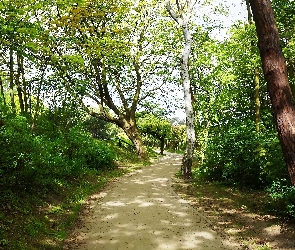 Zieleń, Drzewa, Park, Ścieżka