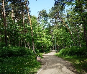 Zieleń, Drzewa, Park, Ścieżka