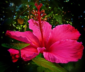 Liście, Przebijające Światło, Hibiskus