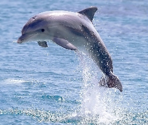 Skok, Woda, Delfin
