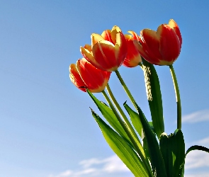 Niebo, Tulipany