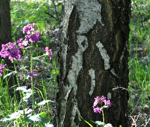Purpurowe, Leśne, Lunaria, Pień, Drzewa, Kwiaty
