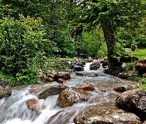 Rzeka, Głazy, Las
