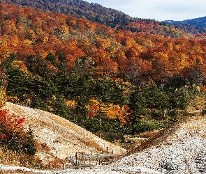 Las, Wzgórza, Jesień, Góry