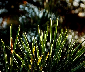 Natura, Rośliny, Bokeh