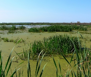 Rozlewiska, Bagno, Trawy