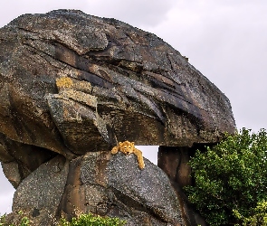 Lew, Skały