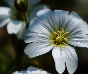 Rogownica Polna, Biała