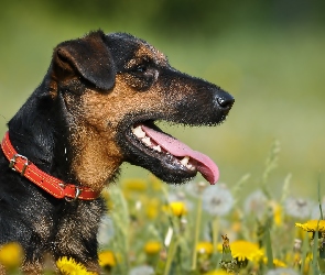 Łąka, Język, Terrier, Obroża
