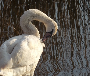 Łabędź