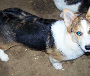 Welsh corgi pembroke