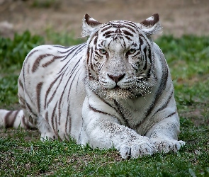 Biały, Tygrys, Leżący