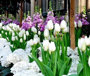 Białe, Rabatka, Kwiaty, Tulipany