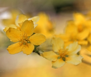 Żółte, Kwiaty, Krzew