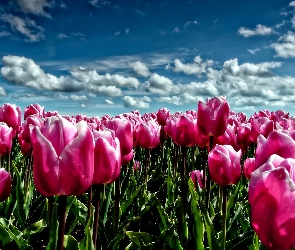 Różowe, Niebo, Tulipany