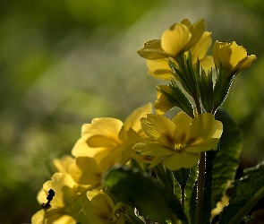 Żółte, Pierwiosnek, Kwiaty
