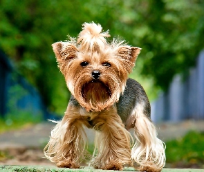 Yorkshire terrier, Pies