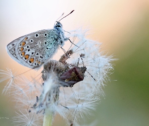 Mniszek Pospolity, Pluskwiak, Modraszek, Motyl