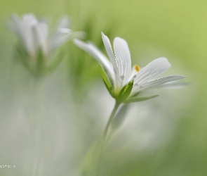 Rogownica, Kwiat, Biały