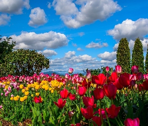 Kolorowe Tulipany, Obłoki, Drzewa, Niebo, Ogródek